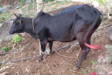 Dapani : un accident de la route causé par une vache