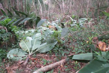 Opération destruction de plantations illégales