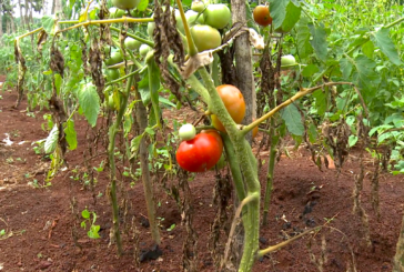 Crise de l’eau : Le préfet de Mayotte prend des décisions d’urgence pour les agriculteurs