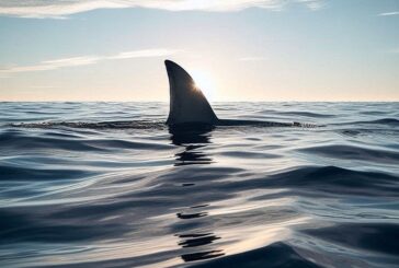 Un kite surfeur se noie et est attaqué par un requin en Nouvelle-Calédonie