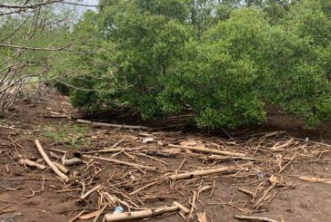 Les enquêteurs cherchent à déterminer l’identité du corps retrouvé dans la mangrove de Mgombani