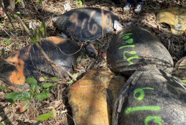 Le braconnage des tortues n’en finit pas sur les plages du Sud