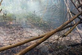 Un feu de végétation en cours à Soulou