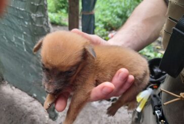 Des actes de cruauté envers les animaux et l’inaction des pouvoirs publics à Mayotte dénoncés dans la presse