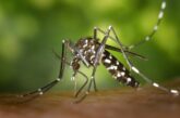 Chikungunya 4 nouveaux cas signalés à La Réunion