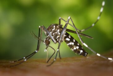 Chikungunya 4 nouveaux cas signalés à La Réunion